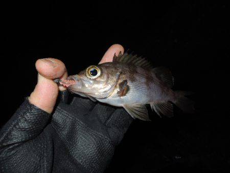 小さいながらも反応出て来ました。