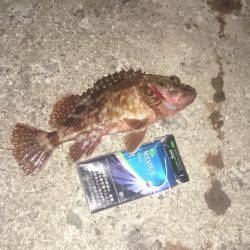 ガシラonガシラ