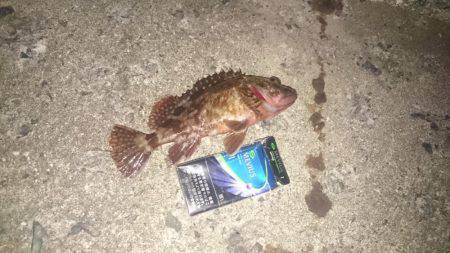 ガシラonガシラ