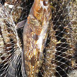 ５種目達成！も、チヌ狙いが…。アジ狙いが…。