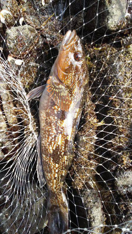 ５種目達成！も、チヌ狙いが...。アジ狙い…