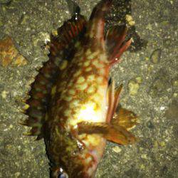 大物はいつ来るかわからない。