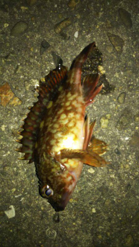 大物はいつ来るかわからない。