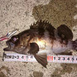 メバルプラッキング