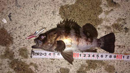 メバルプラッキング