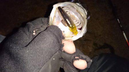 メバルプラッキング