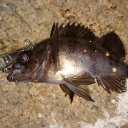 ご近所メバリング