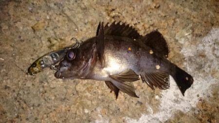 ご近所メバリング