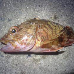 月夜に誘われて