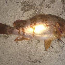 ロックフィッシング