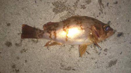 ロックフィッシング