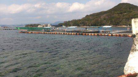 海上釣り堀カタタでカンパチ釣れるか？