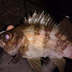 ご近所メバリング