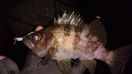 ご近所メバリング