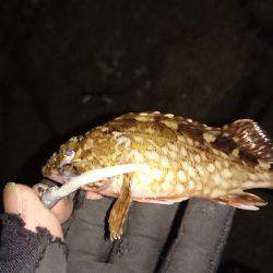 ワインド時々プラグ