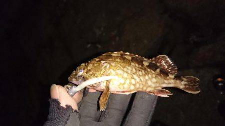 ワインド時々プラグ