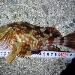 プラグのちワインド