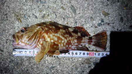 プラグのちワインド