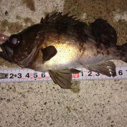 12時間耐久メバルプラッキング