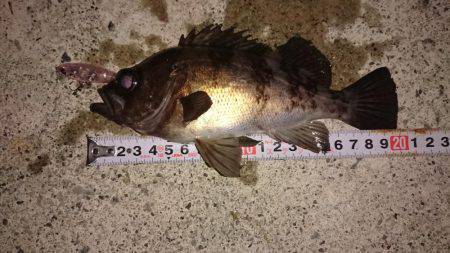 12時間耐久メバルプラッキング