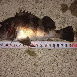 メバルプラッキング