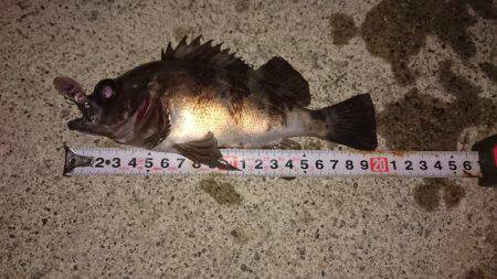 メバルプラッキング