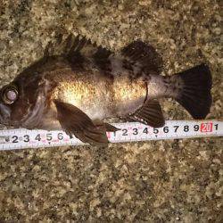 メバルプラッキング