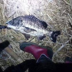 淀川マチヌでました！