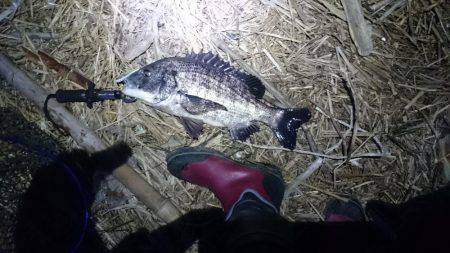 淀川マチヌでました！