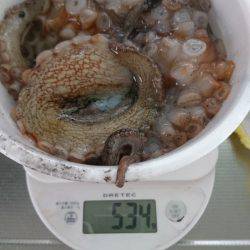 久しぶりのタコ