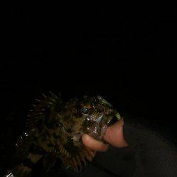 メバルはどこ？