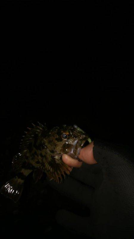 メバルはどこ？