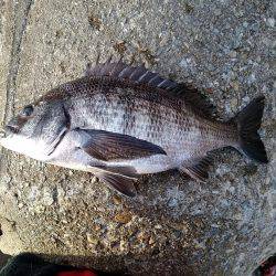 釣り日和で大漁