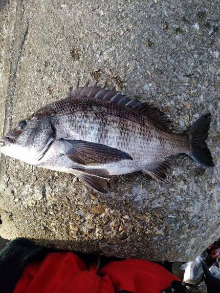 釣り日和で大漁