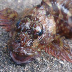 大物狙い…のちおかず確保