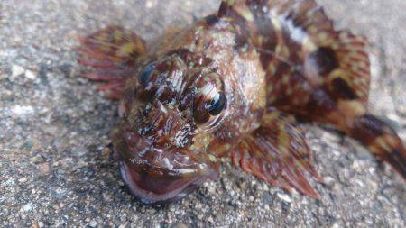 大物狙い…のちおかず確保