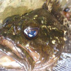 磯釣りのちタチウオ