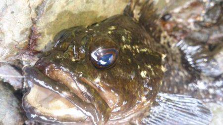 磯釣りのちタチウオ