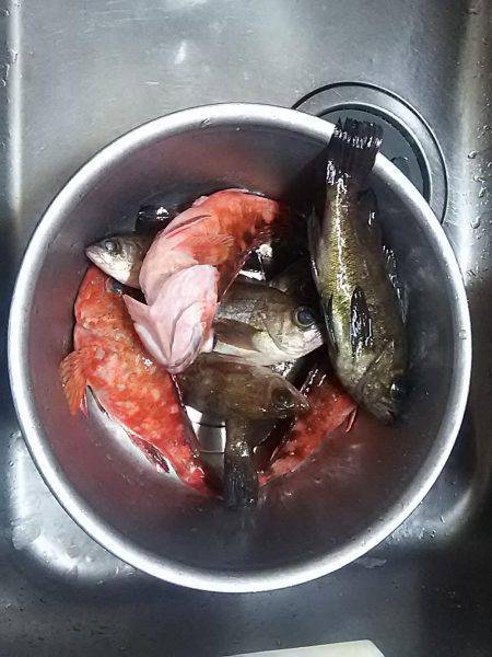 仁王丸でメバル狙い