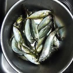 サビキ釣りでアジ