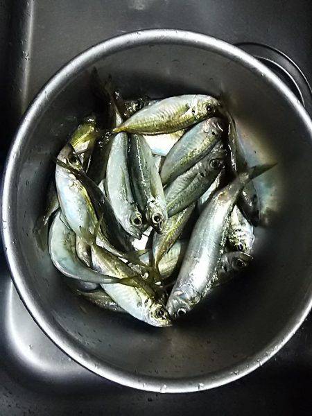 サビキ釣りでアジ