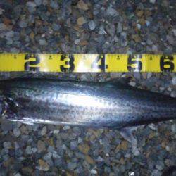 ショアジギング釣行