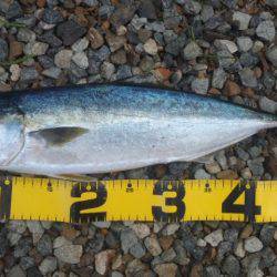 ショアジギング釣行