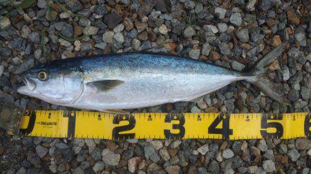 ショアジギング釣行