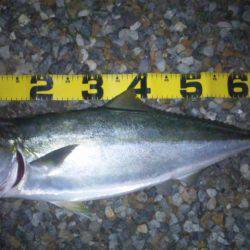 ショアジギング釣行