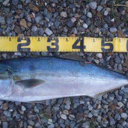 ショアジギング釣行