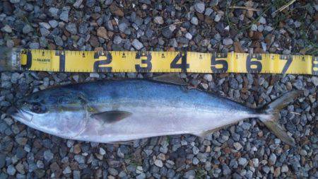 ショアジギング釣行