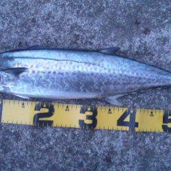 ショアジギング釣行