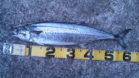 ショアジギング釣行