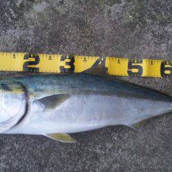 ショアジギング釣行